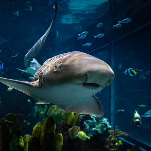 Zebra Shark Columbus Zoo and Aquarium